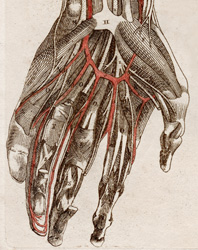 A Compendium of the Anatomy of the Human Body (1800)